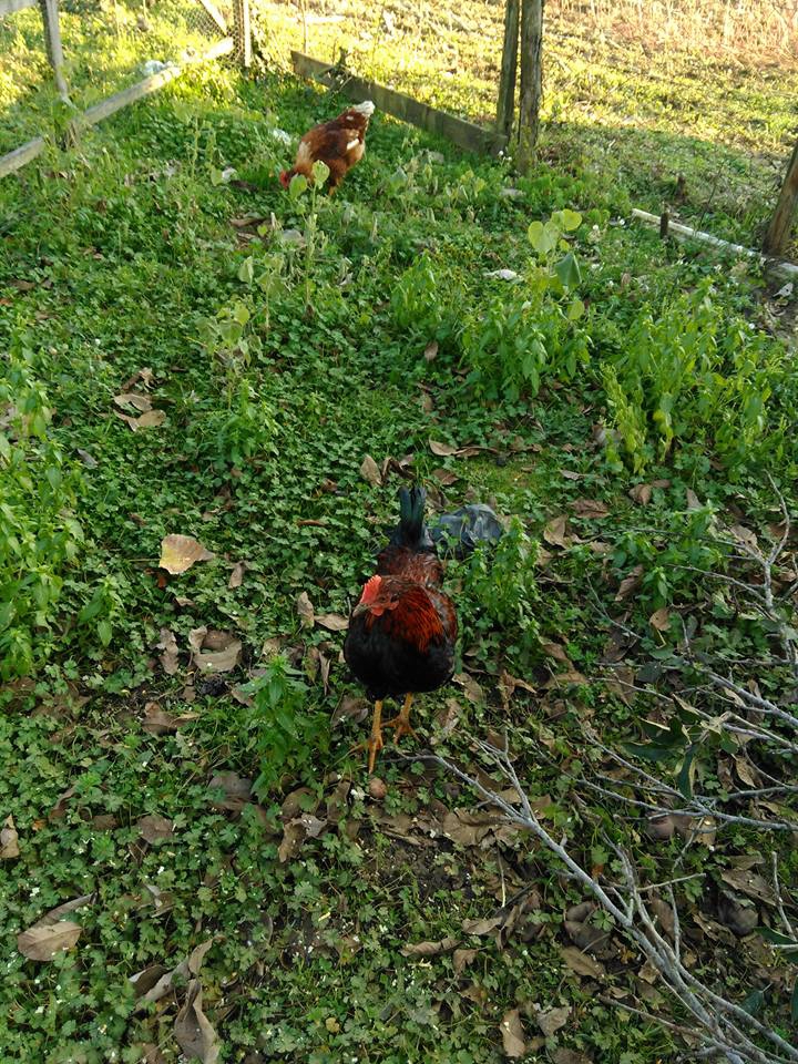 Çarşamba Taşdemir Köyü Resimleri 9