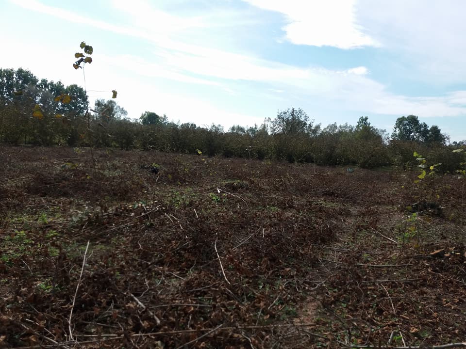 Çarşamba Tatarlı Köyü Resimleri 10