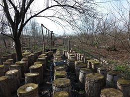 Çarşamba Tatarlı Köyü Resimleri 3