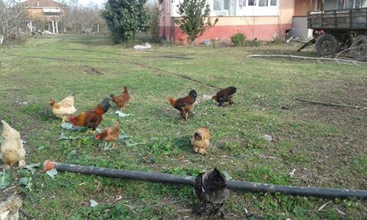 Çarşamba Tatarlı Köyü Resimleri 4