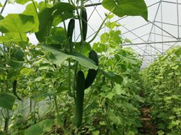 Çarşamba Tatarlı Köyü Resimleri 7