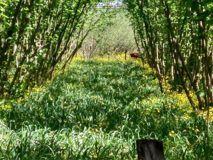 Çarşamba Tatarlı Köyü Resimleri 8