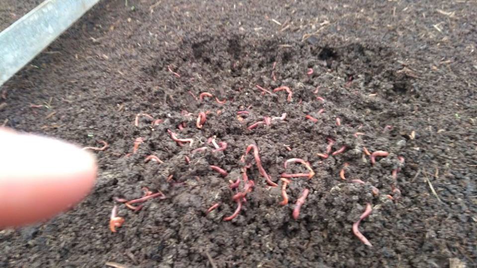 Çarşamba Tilkili Köyü Resimleri 1