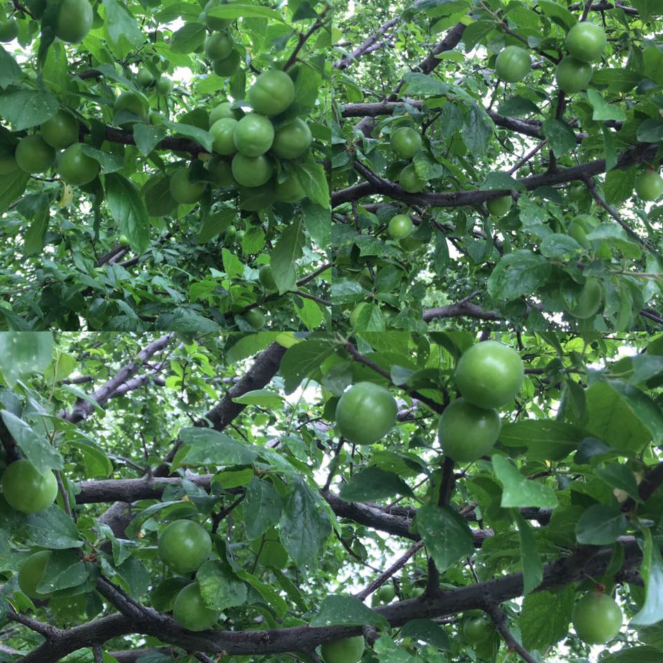 Çarşamba Turgutlu Köyü Resimleri 1