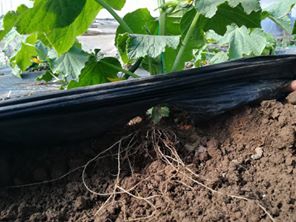 Çarşamba Turgutlu Köyü Resimleri 2