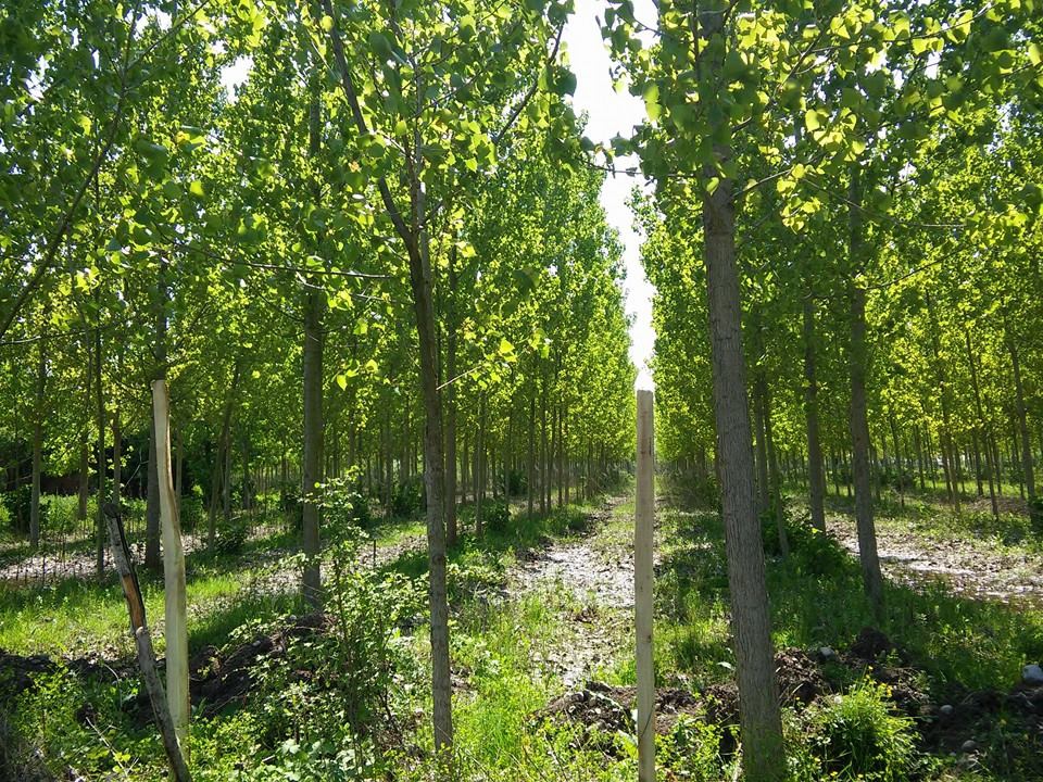 Çarşamba Ulupınar Köyü Resimleri 5