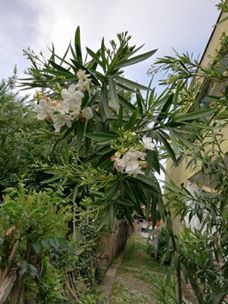 Çarşamba Yukarıdikencik Köyü Resimleri 1