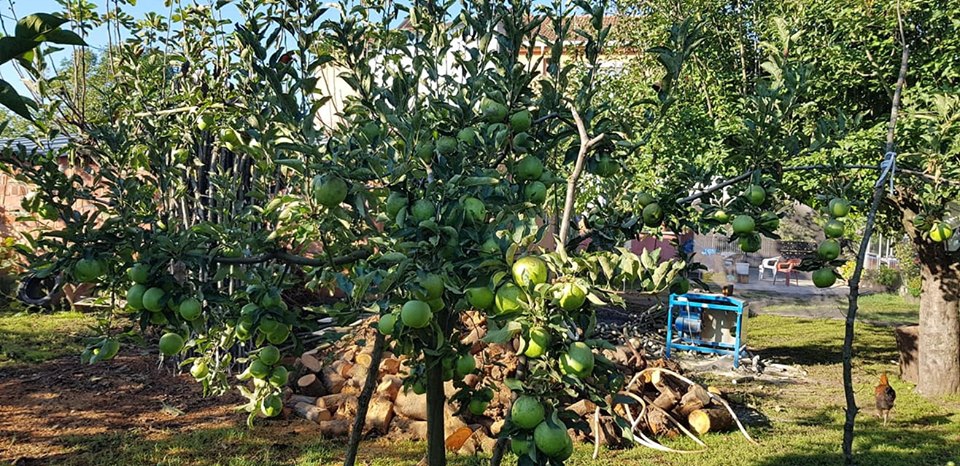 Çarşamba Yukarıdikencik Köyü Resimleri 2
