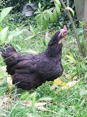 Çarşamba Yukarıdikencik Köyü Resimleri 3