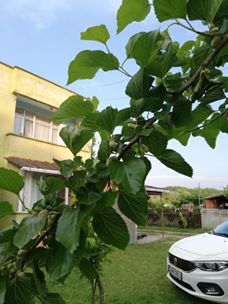 Çarşamba Yukarıdikencik Köyü Resimleri 4