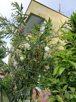 Çarşamba Yukarıdikencik Köyü Resimleri 5