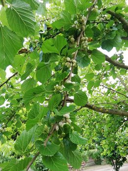 Çarşamba Yukarıdikencik Köyü Resimleri 6