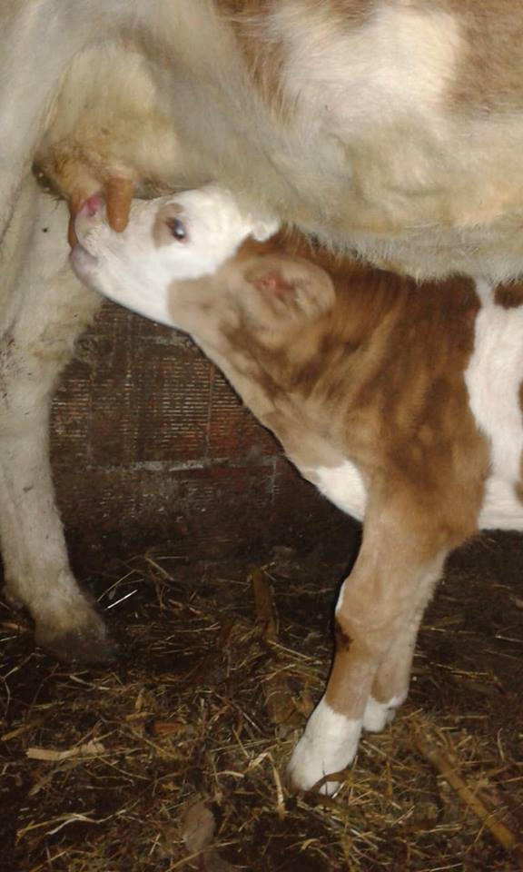 Çarşamba Yukarıesenli Köyü Resimleri 1