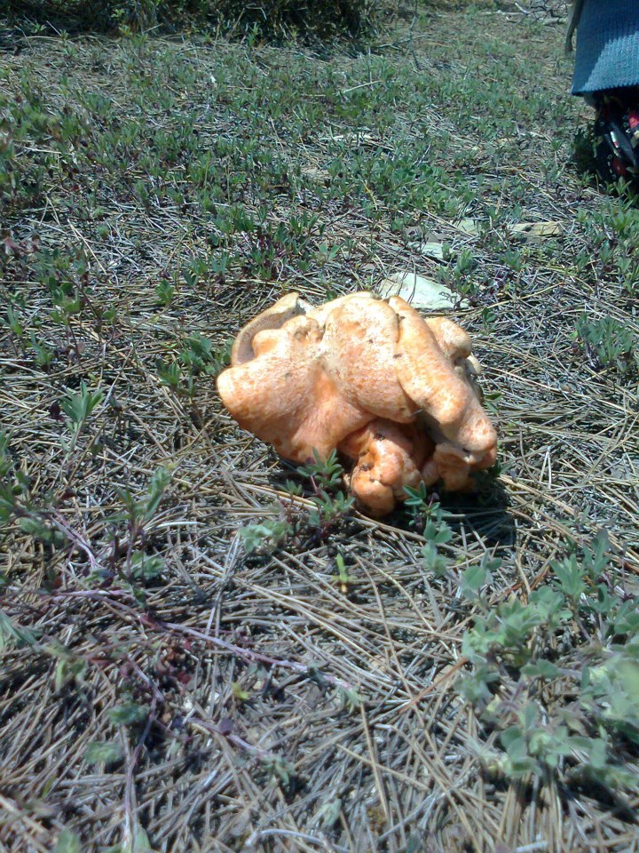 Menteşe Algı Köyü Resimleri 12