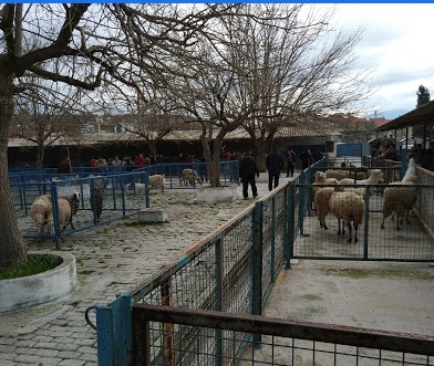 Menteşe Bayır Köyü Resimleri 8