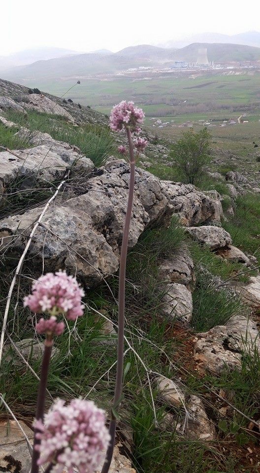 Adana Tufanbeyli Yamanlı Köyü Resimleri 8