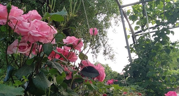 Menteşe Yerkesik Köyü Resimleri 6