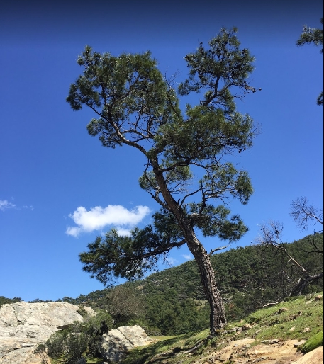 Milas Akçalı Köyü Resimleri 5