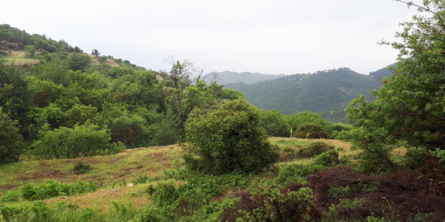 Milas Akçalı Köyü Resimleri