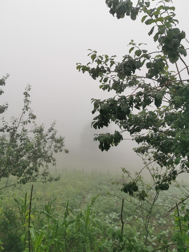 Altınordu Pelitli Köyü Resimleri 5