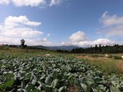 Altınordu Pelitli Köyü Resimleri 6