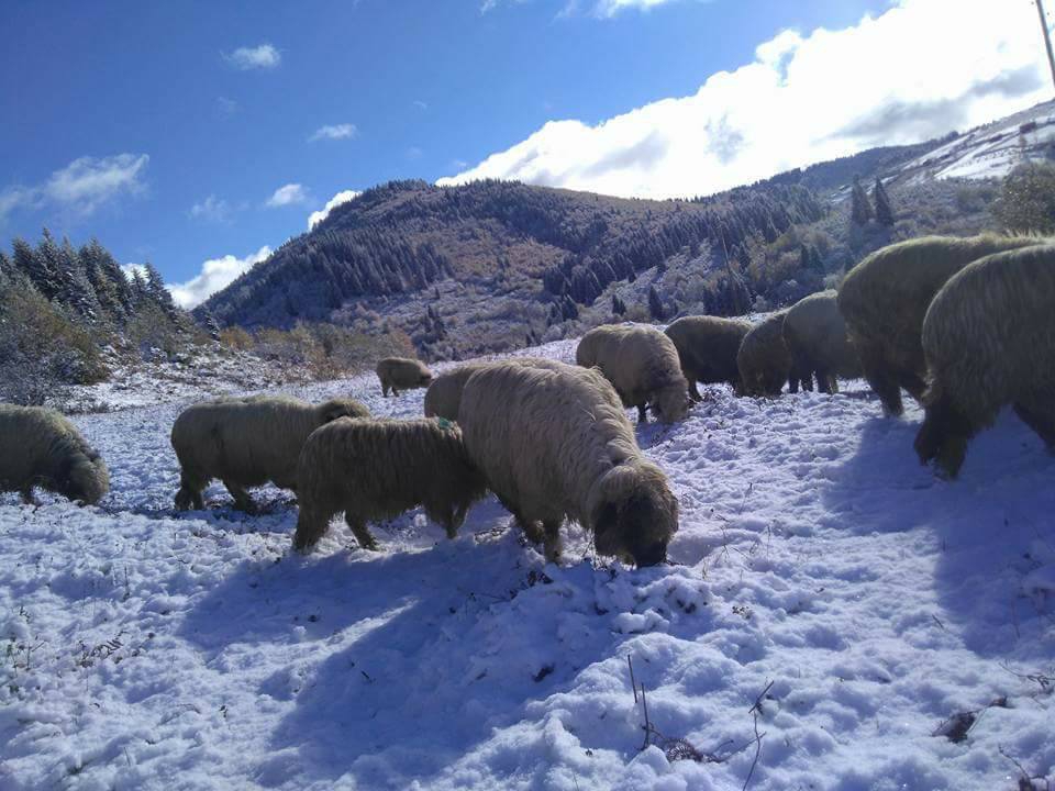 Altınordu Pelitli Köyü Resimleri 7