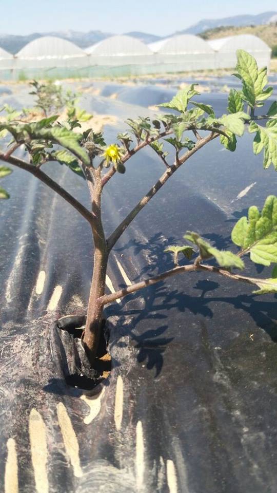 Milas Akyol Köyü Resimleri 1