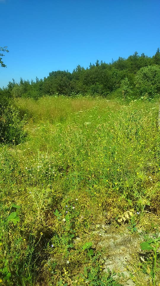 Milas Aslanyaka Köyü Resimleri 1