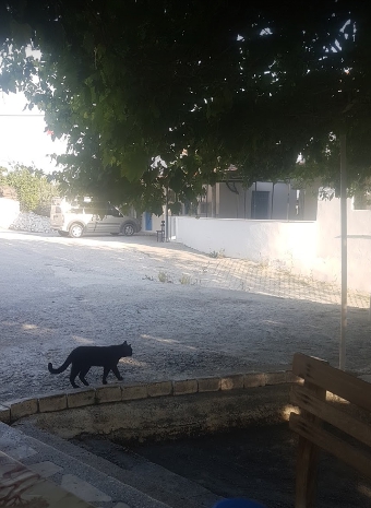 Milas Avşar Köyü Resimleri 2