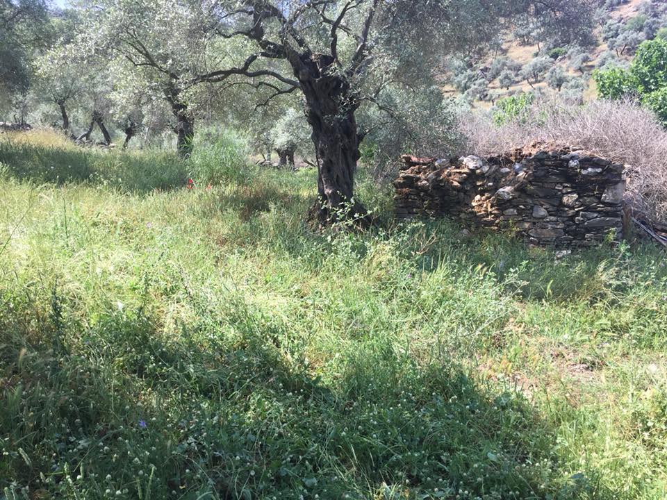 Milas Bafa Köyü Resimleri 7