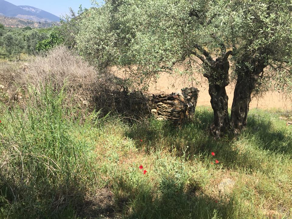 Milas Bafa Köyü Resimleri 8