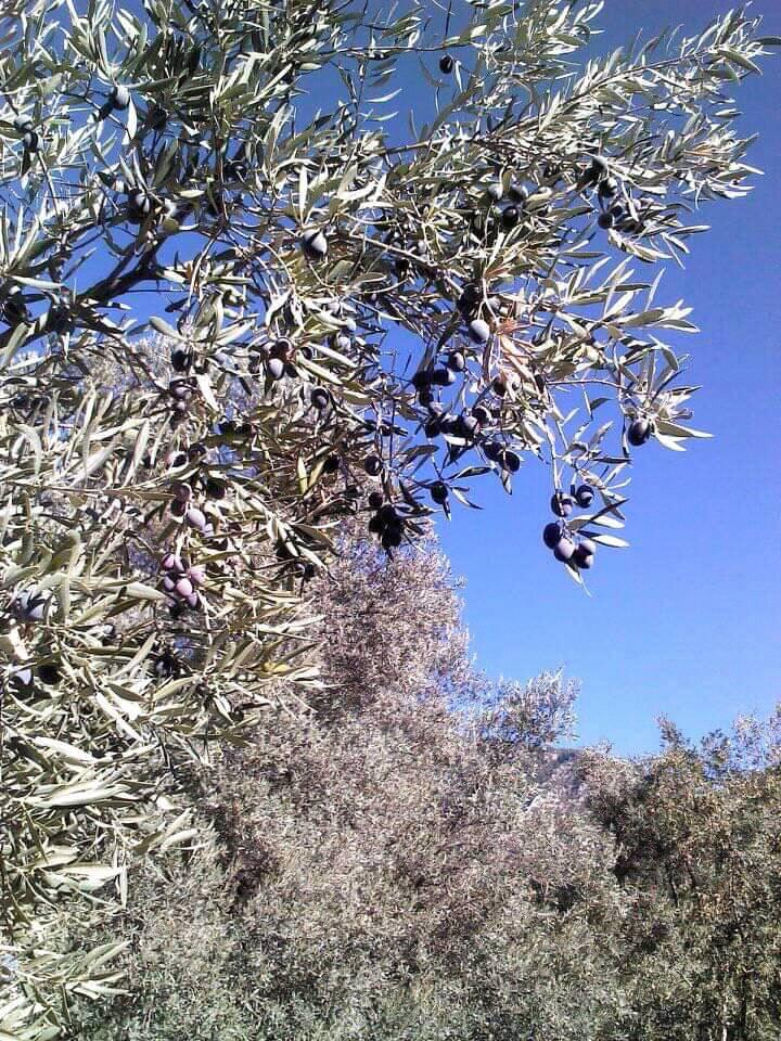 Fethiye İncirliköy  Resimleri 8