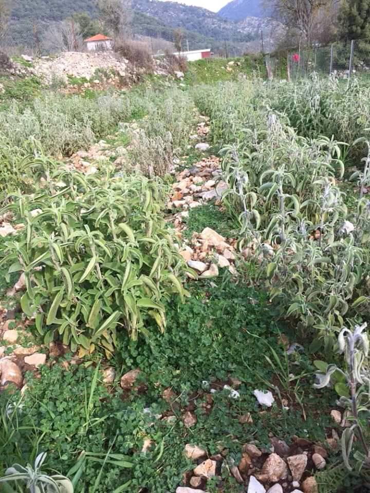 Fethiye İncirliköy  Resimleri 9