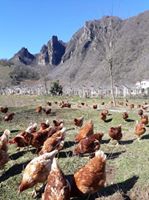 Altınordu Sağırlı Köyü Resimleri 4