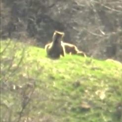 Altınordu Saraycık Köyü Resimleri 9