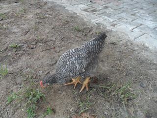 Altınordu Teyneli Köyü Resimleri 2