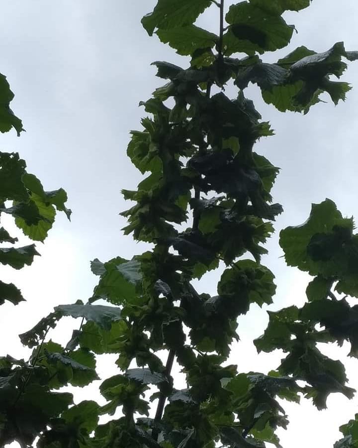 Altınordu Teyneli Köyü Resimleri 7