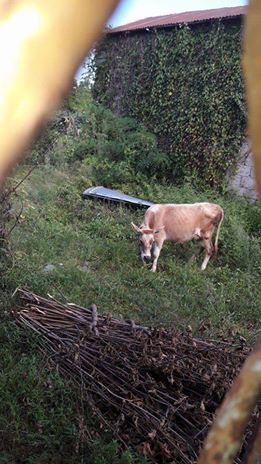 Altınordu Topluca Köyü Resimleri 1