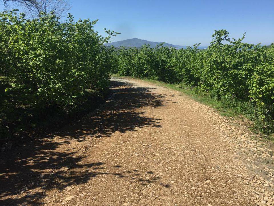 Altınordu Topluca Köyü Resimleri 2