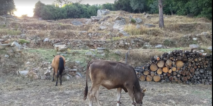 Milas Bayırköy Resimleri