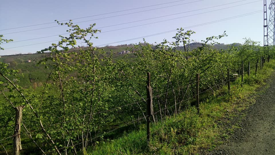 Altınordu Yaraşlı Köyü Resimleri 2