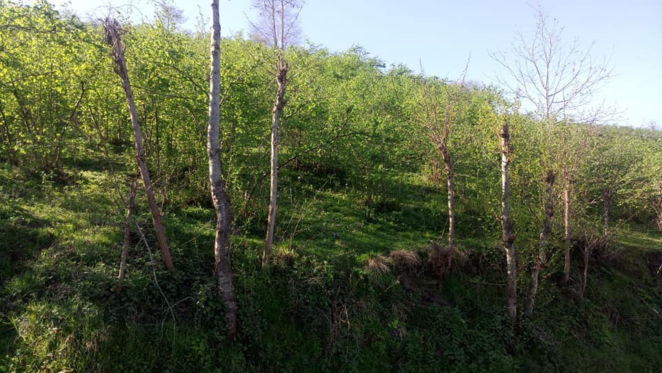 Altınordu Yaraşlı Köyü Resimleri 3