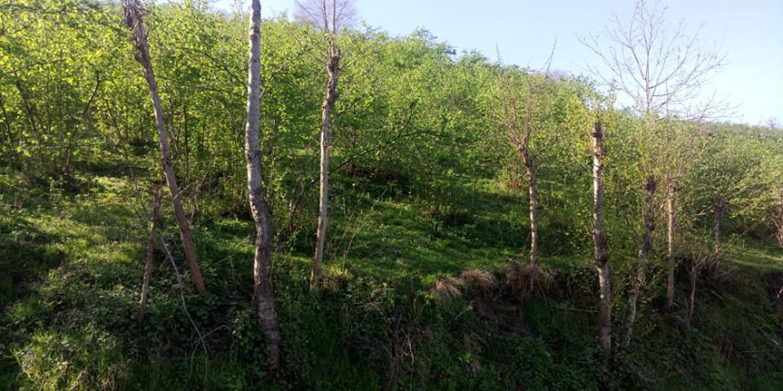 Altınordu Yaraşlı Köyü Resimleri