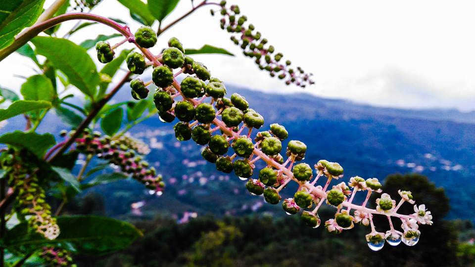 Altınordu Yeşilköy Köyü Resimleri 1