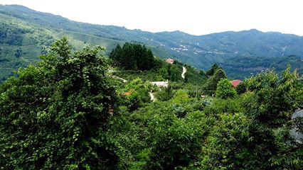 Altınordu Yeşilköy Köyü Resimleri 4