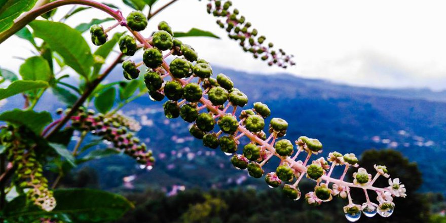 Altınordu Yeşilköy Köyü Resimleri