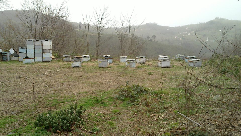 Altınordu Zafer Köyü Resimleri 2