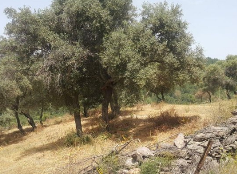 Milas Çakıralan Köyü Resimleri 1