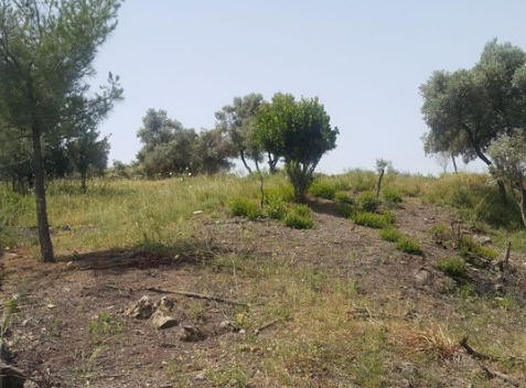 Milas Çakıralan Köyü Resimleri 2