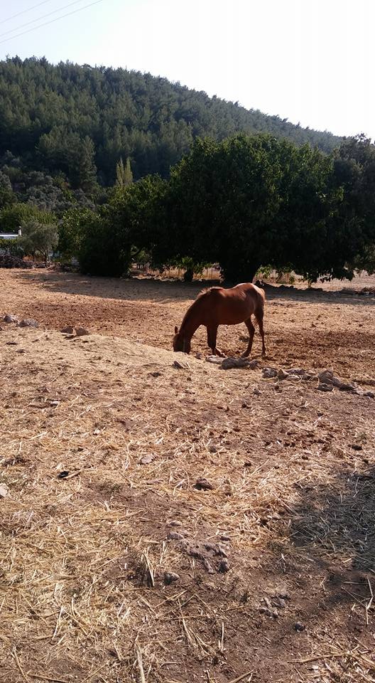 Milas Çamlıbelen Köyü Resimleri 2